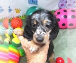Small #2 Dachshund