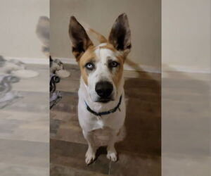 Trotter - Male Mutt Dog for Adoption - Photo #9
