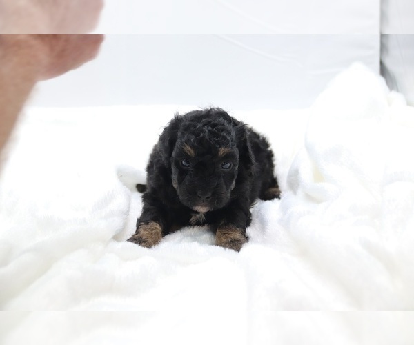 Medium Photo #60 Cockapoo Puppy For Sale in RIPLEY, TN, USA