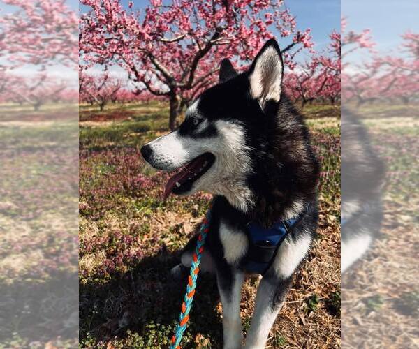Medium Photo #2 Siberian Husky Puppy For Sale in Martinsburg, WV, USA