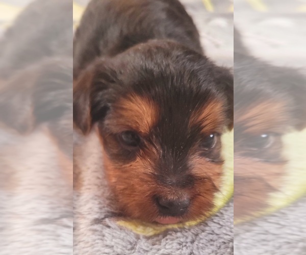 Medium Photo #281 Yorkshire Terrier Puppy For Sale in AKRON, OH, USA