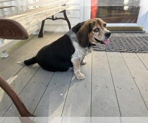 Mother of the Bluetick Beagle puppies born on 03/31/2026