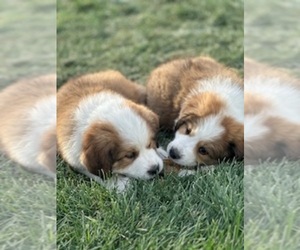 Great Bernese Puppy for sale in TOOELE, UT, USA