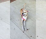 Small #3 Labrador Retriever Mix