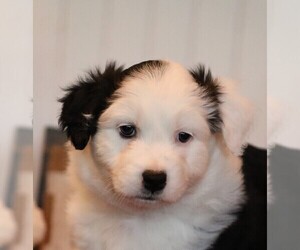 Australian Shepherd Puppy for sale in WESTFIELD, MA, USA