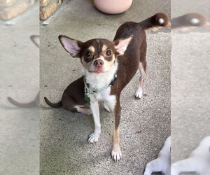 Chihuahua-Unknown Mix Dogs for adoption in Plymouth, MN, USA