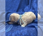 Small #3 Goldendoodle (Miniature)