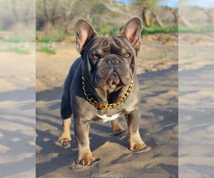 Father of the French Bulldog puppies born on 03/21/2025