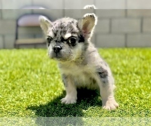 French Bulldog Puppy for sale in LONG BEACH, CA, USA