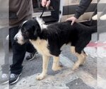 Small Photo #1 Irish Wolfhound-Unknown Mix Puppy For Sale in New York City, NY, USA