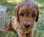Small #2 Doodle-Goldendoodle Mix