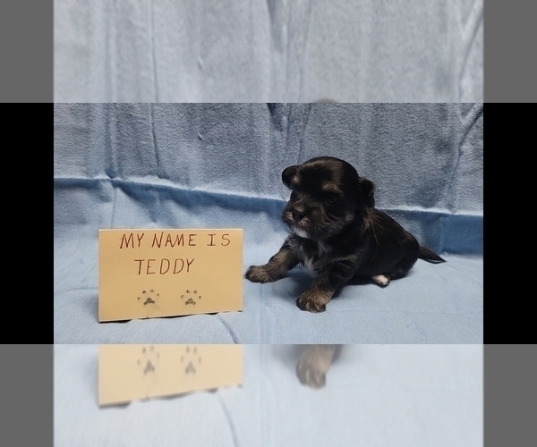 Medium Photo #9 Maltipoo Puppy For Sale in BROOKFIELD, MO, USA