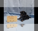 Small #8 Maltipoo
