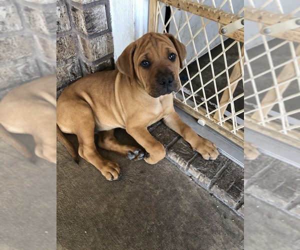 Medium Photo #2 Bullmastiff-Cane Corso Mix Puppy For Sale in KILLEEN, TX, USA