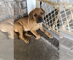 Small Photo #2 Bullmastiff-Cane Corso Mix Puppy For Sale in KILLEEN, TX, USA