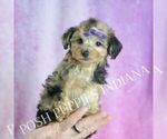 Small #2 YorkiePoo