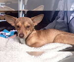 Small #8 Chihuahua