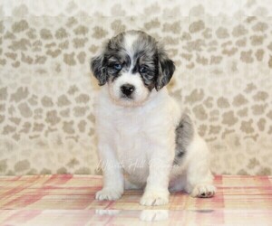 Miniature Bernedoodle Dog for Adoption in DENVER, Pennsylvania USA