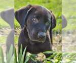 Small Photo #4 Labrador Retriever Puppy For Sale in CHARITON, IA, USA