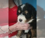 Small Photo #1 Miniature Bernedoodle Puppy For Sale in O FALLON, MO, USA