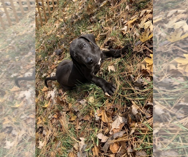 Medium Photo #1 Great Dane Puppy For Sale in GARRETT, IN, USA