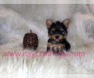 Yorkshire Terrier Puppy for sale in HAYWARD, CA, USA