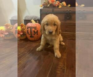 Golden Retriever Puppy for sale in EAGLE LAKE, TX, USA