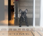 Small #2 French Bulldog