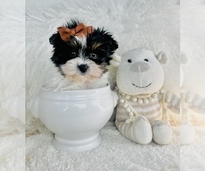 Yorkshire Terrier Puppy for sale in TAMPA, FL, USA