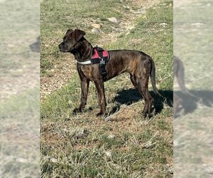 American Pit Bull Terrier-Unknown Mix Dogs for adoption in MIDWAY, UT, USA