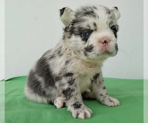 French Bulldog Puppy for sale in SAN FRANCISCO, CA, USA