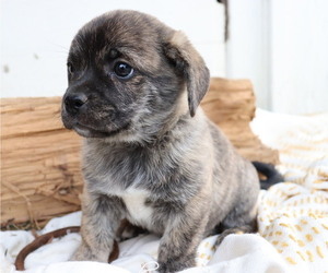 Pembroke Welsh Corgi-Pug Mix Puppy for sale in HONEY BROOK, PA, USA