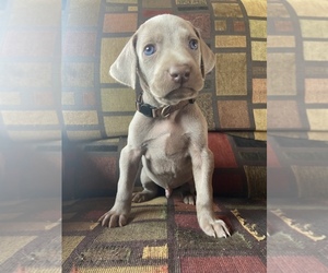 Weimaraner Puppy for Sale in ELROY, Wisconsin USA