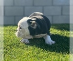 Small Photo #6 English Bulldog Puppy For Sale in PITTSBURGH, PA, USA