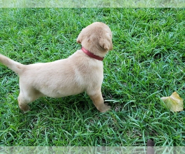 Medium Photo #2 Labrador Retriever Puppy For Sale in MACON, GA, USA