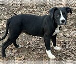 Small Photo #2 Bulldog-Labrador Retriever Mix Puppy For Sale in Yardley, PA, USA