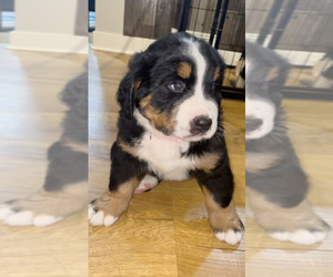Bernese Mountain Dog Puppy for sale in NOVI, MI, USA
