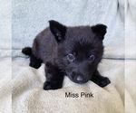 Small #4 German Shepherd Dog