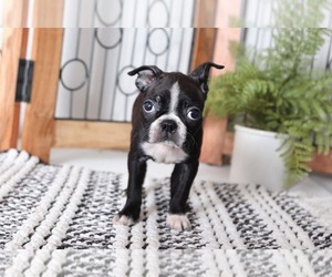 Boston Terrier Puppy for sale in NAPLES, FL, USA