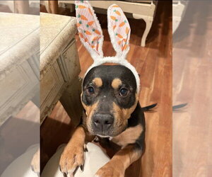 American Staffordshire Terrier-Rottweiler Mix Dogs for adoption in Cuyahoga Falls , OH, USA