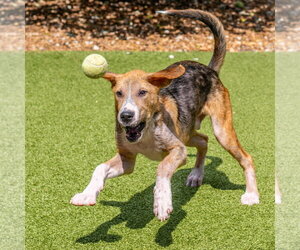 Bert - Male Mutt Dog for Adoption - Photo #4