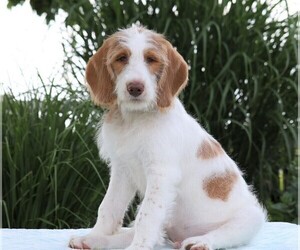 Labradoodle-Poodle (Standard) Mix Puppy for sale in FREDERICKSBG, OH, USA