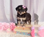 Small Photo #2 Bernedoodle Puppy For Sale in ROCKY MOUNT, VA, USA