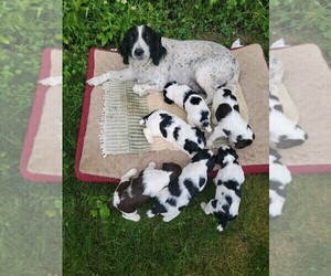 English Springer Spaniel Puppy for sale in AITKIN, MN, USA