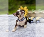 Small #5 French Bulldog
