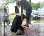 Small Photo #13 Mutt Puppy For Sale in Orange Grove, TX, USA