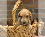 Small Photo #1 Jack-A-Poo Puppy For Sale in ORRVILLE, OH, USA