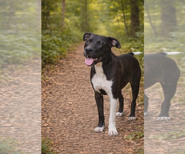 Medium Photo #1 Staffordshire Bull Terrier-Unknown Mix Puppy For Sale in Oakhurst, NJ, USA