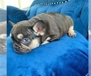 French Bulldog Puppy for sale in SARATOGA, CA, USA