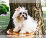 Small #8 Shih Tzu